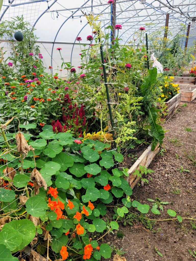 Raised beds of flowering plants in a high tunnel greenhouse.
