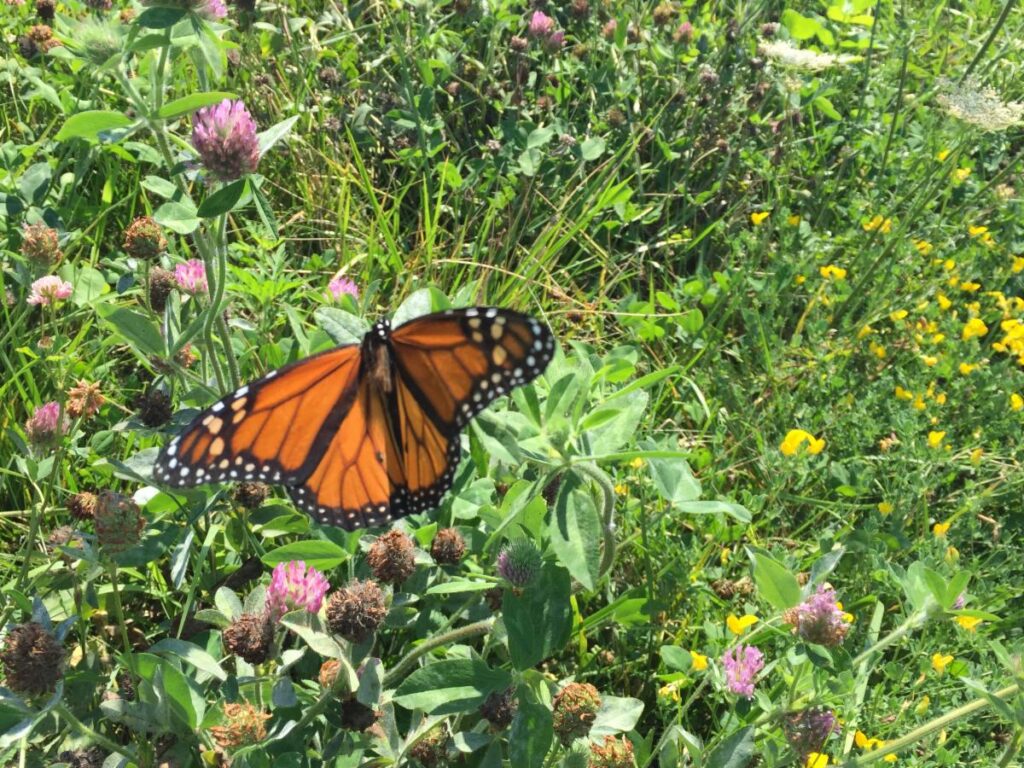 A black and orange monarch butterfly with wings open, surrounded by green plants with pink and yellow flowers.