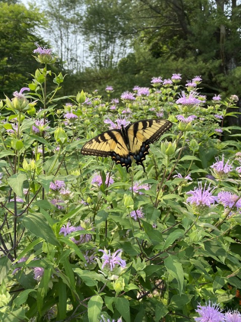 A yellow and black swallowtail butterfly on light purple flowers.