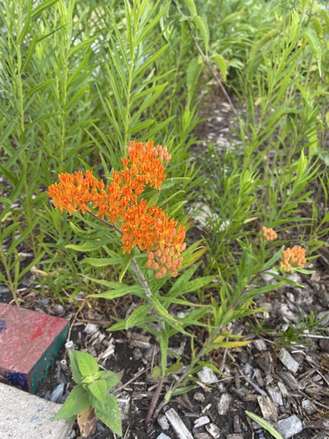 A bunch of small orange flower bloom with green small leaves around them.