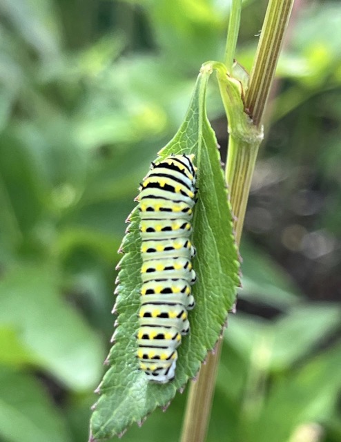A green, yellow, and black swallowtail caterpillar on a leaf.
