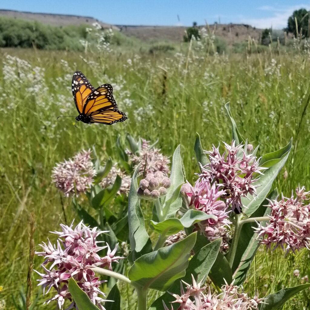 An orange and black butterfly flies over pink milkweed flowers in a sunny green meadow.