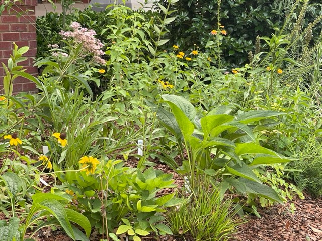 Lush green plants with a few yellow and pink flowers.