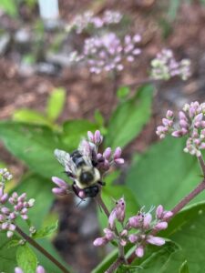 A large, fuzzy yellow and black bumble bee perches on small pink flower buds.