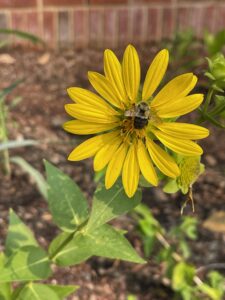 A large, fuzzy yellow and black bumble bee rests on a daisy-like yellow flower.