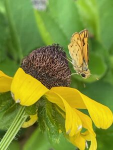 A small orange butterfly with small brown lines and dots stands on a brown and yellow coneflower.