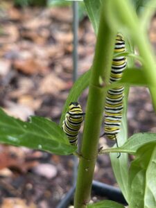 Two cubby yellow, black, and white striped monarch caterpillars on a green plant.