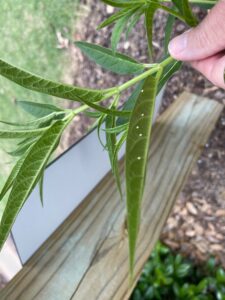 Tiny white dots of monarch eggs on the underside of spiky green milkweed leaves.