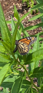 A orange, black and white butterfly on a spiky leaved green plant.