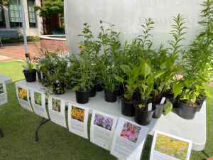 A table-full of green plants in black pots, with photos of flowering plants taped to the table.