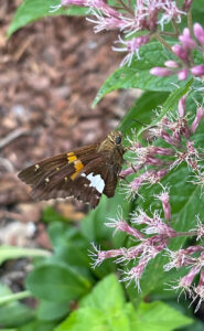 A small, brown butterfly with angular orange and white patches perches on small star-like, thready-petaled pink flowers.