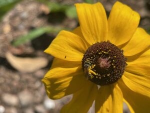 A small, dark bee COVERED in pollen clings to the center of a sunflower-like brown and yellow flower.