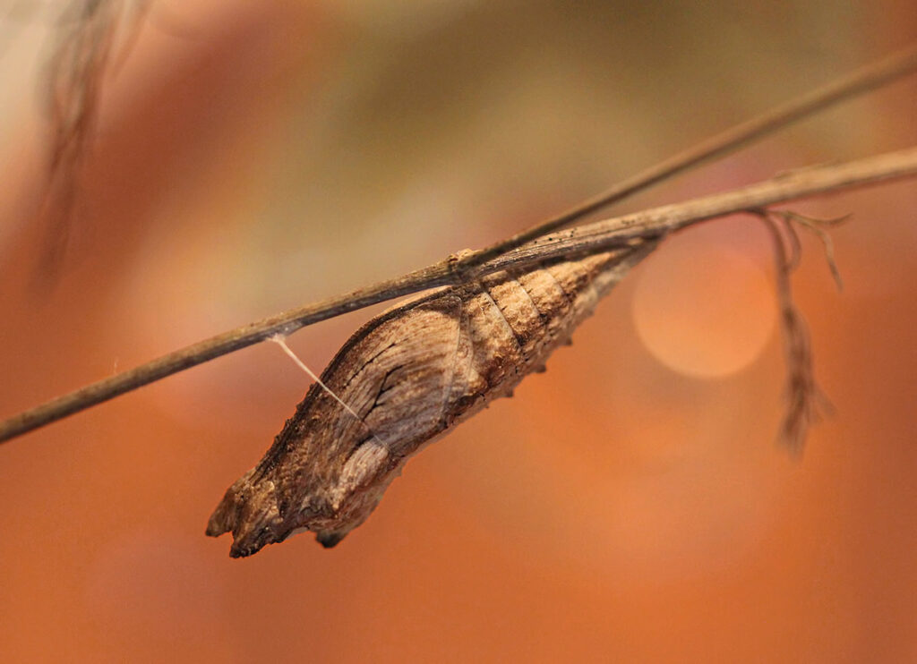 A brown, tree bark-colored chrysalis on a thin brown twig.