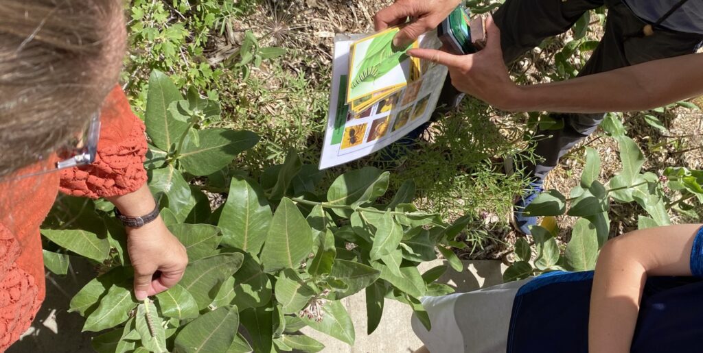 An overhead view of people standing around a green milkweed plant, with a monarch caterpillar on a leaf.