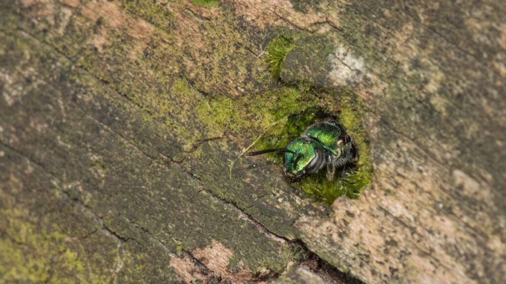 A tiny, shiny green bee peeks out of a gray-brown log.