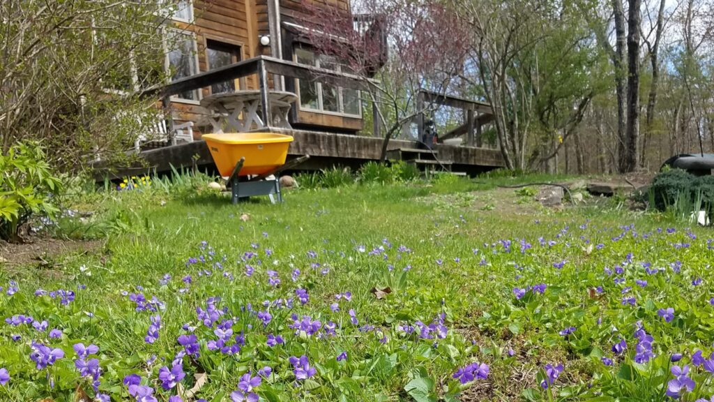 A green lawn with purple violets blooming and a brown house in the background.