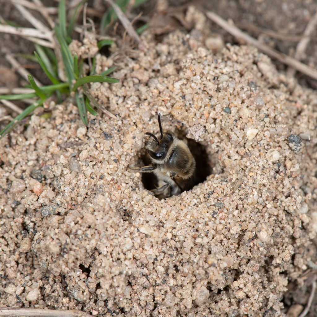 A fuzzy yellow bee peeks out from a hole in the ground.