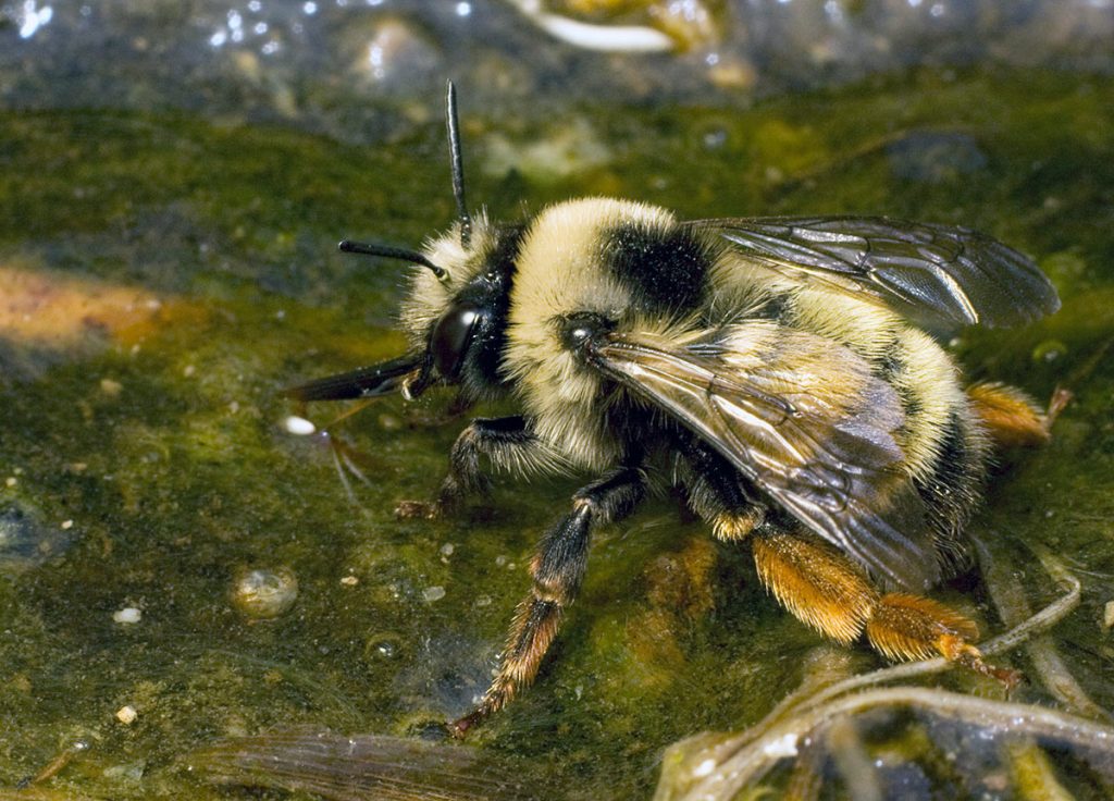 A fuzzy, black and yellow bee stands in water with its proboscis out.