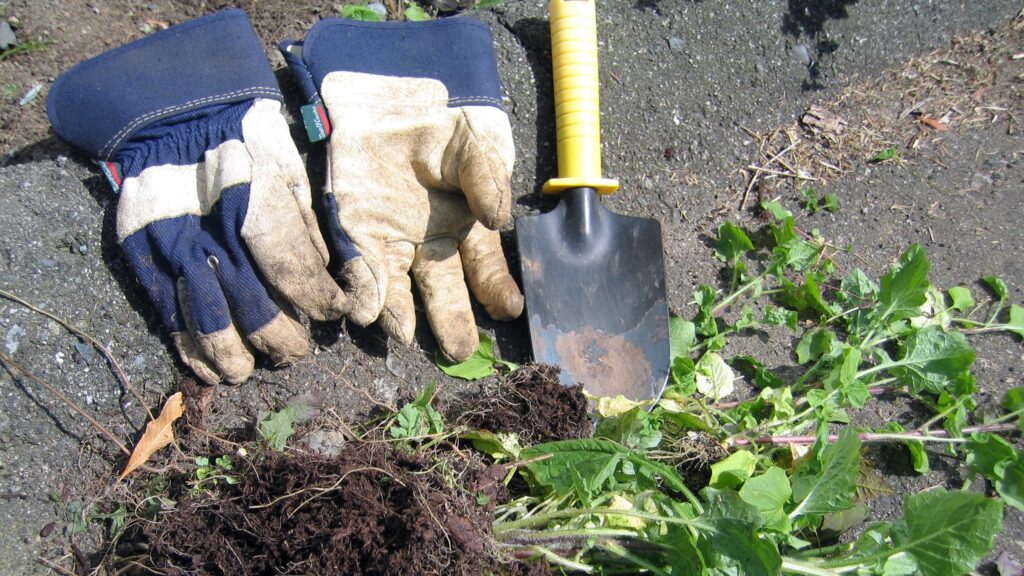 A pair of gloves rests on the ground by and small trowel and pulled weeds.