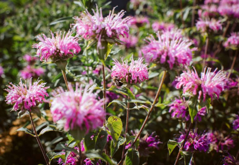 Pink spikey flowers with a fuzzy bumble bee on one.
