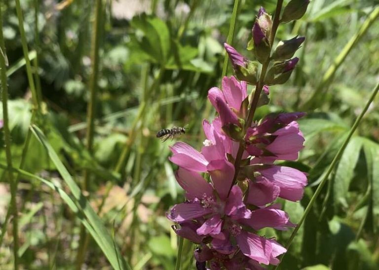 A pretty pink stalk of flowers with a striped bee flying towards it.