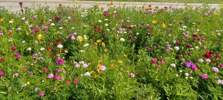 Colorful flowers bloom in a green meadow.