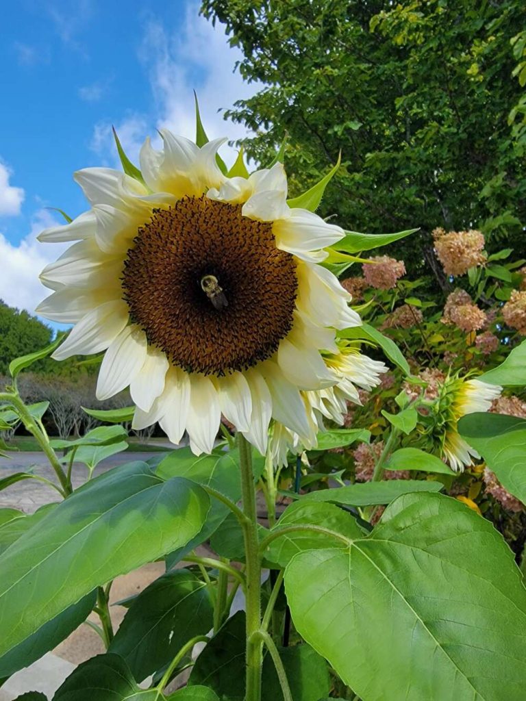A fuzzy bumble bee on the face of a light yellow sunflower.