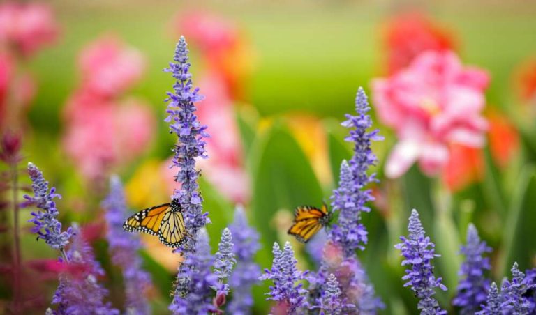 A beautiful photo of orange and black monarch butterflies on purple flowers with pink flowers in the background.