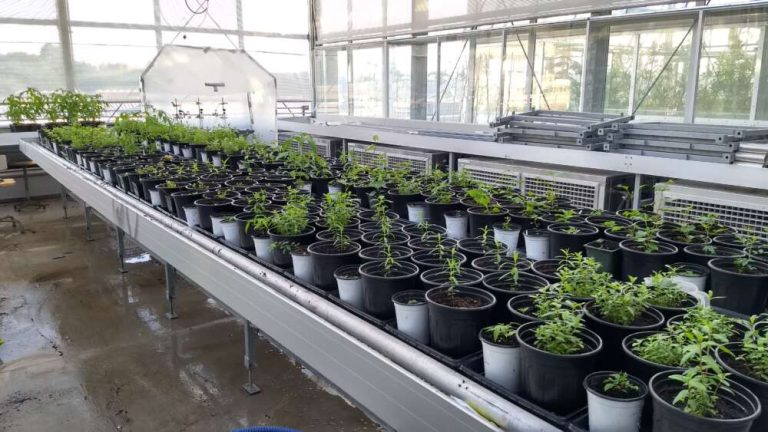 Photo of many different small potted plants in black pots on a long table in a greenhouse.