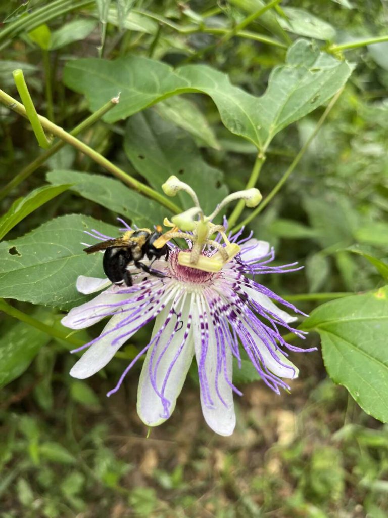 A large black carpenter bee on a light purple passionflower (aka maypop).
