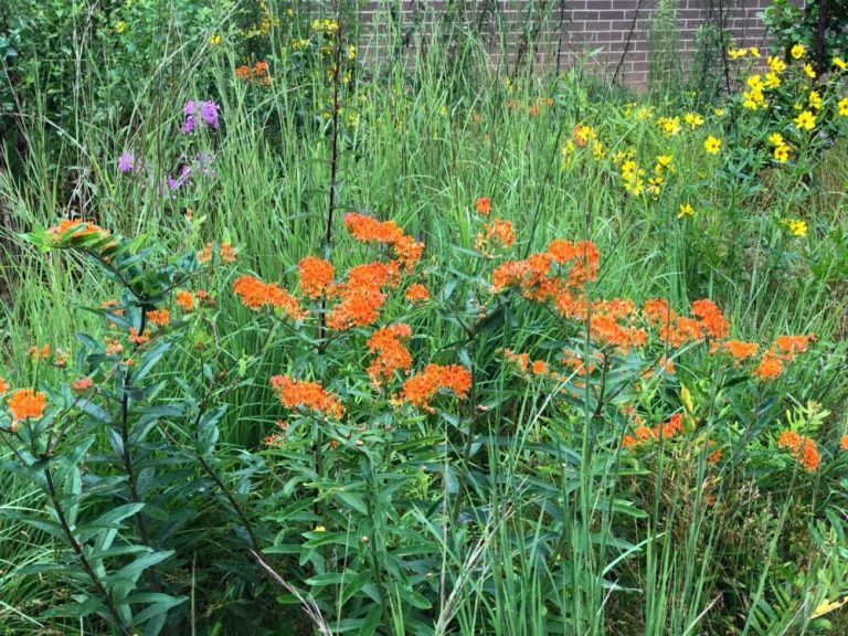 A tall meadow with yellow, pink and orange flowers with a brick building in the background.