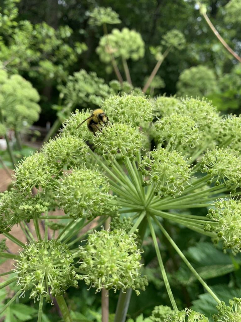 A Firework-like cluster of green flowers with a fuzzy yellow bee.