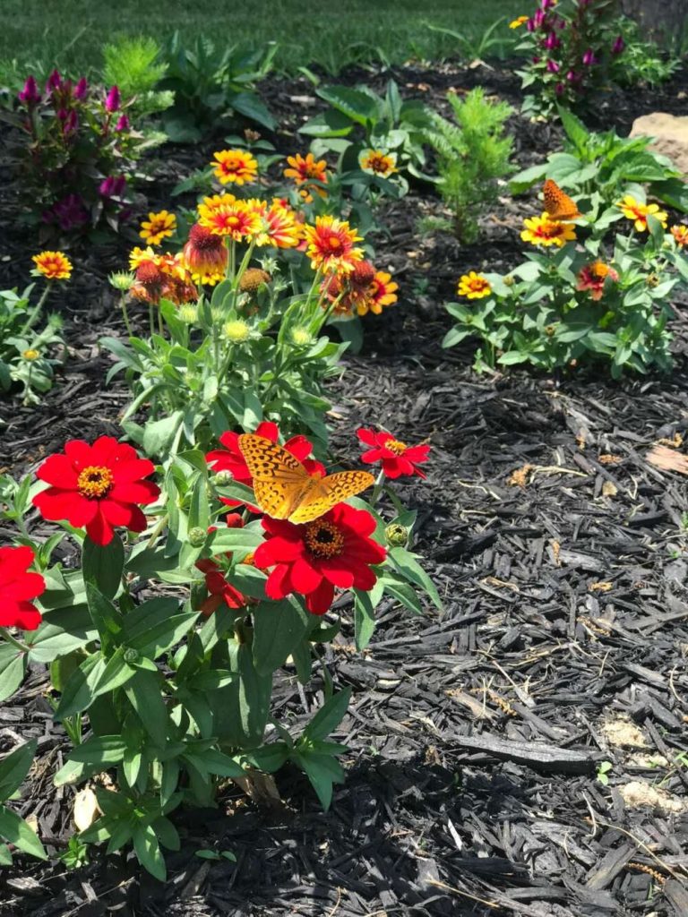 An orange butterfly on red flowers.