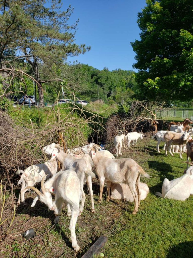 A group of mostly white goats in front of brown brambles on a sunny day.