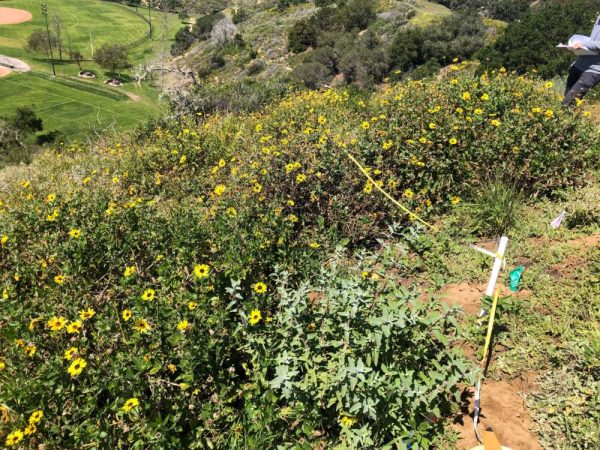 Yellow flowers and green vegetation on the top of a large hill, looking down.
