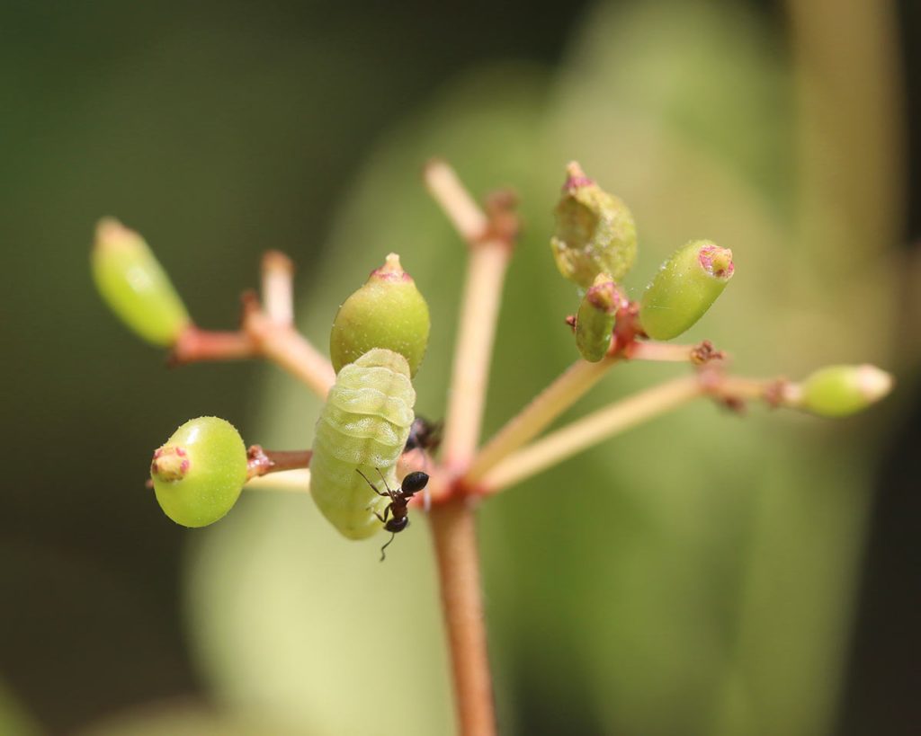 Ant rides atop caterpillar on a budding plant