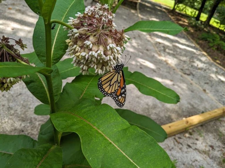 An orange and black monarch butterfly on a cluster of light pink milkweed flowers.