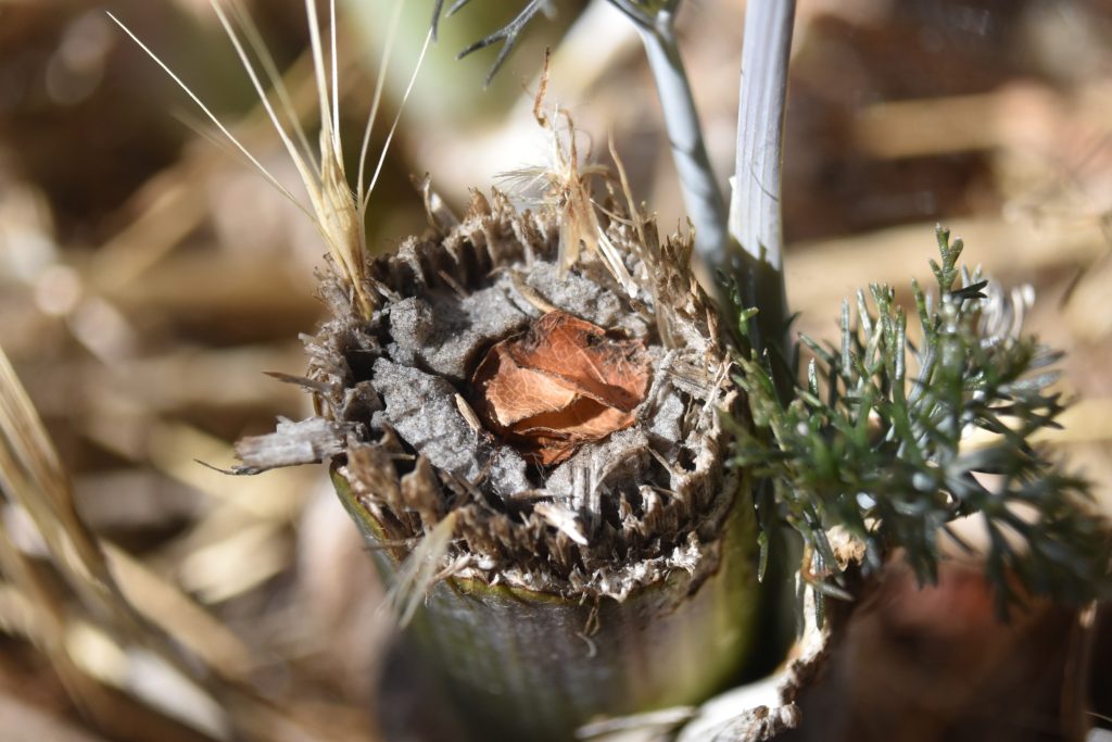 A nest inside of a wooden stem