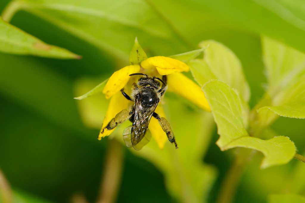 up close shot of bee on yellow flower