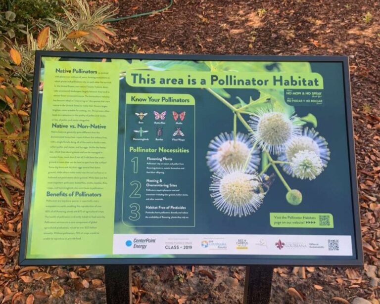 Picture of a large interpretive sign with a photo of spikey, round buttonbush flowers.