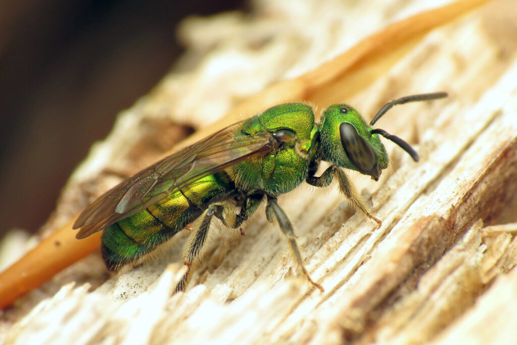 A close-up photo of a slender, jewel-like green bee resting on pale tan wood.