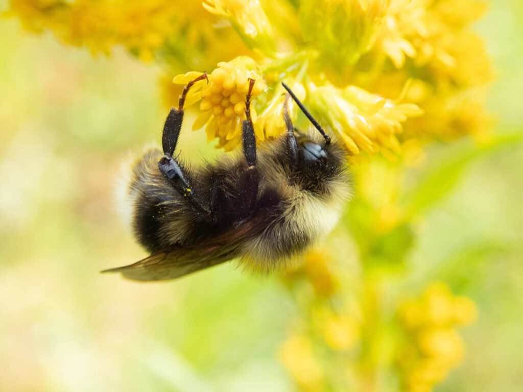 Up close shot of bee on yellow flower