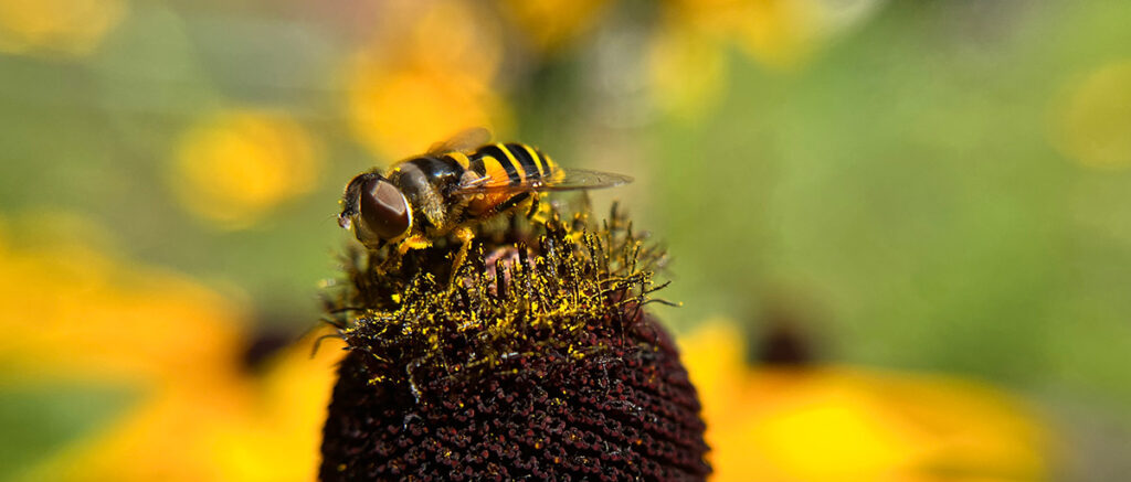 Bee-like fly sits atop yellow flower