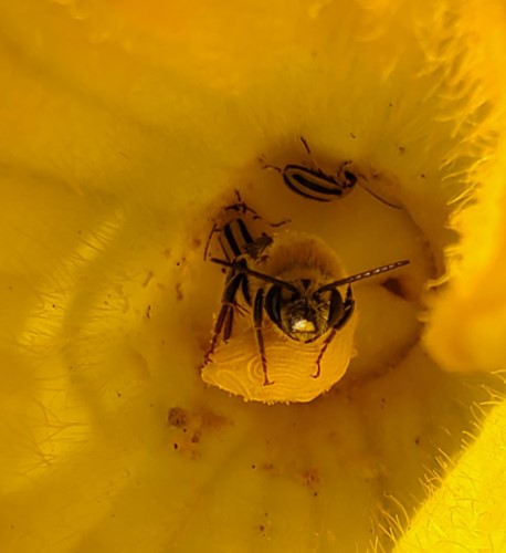 A cute little bee inside a yellow squash blossom.