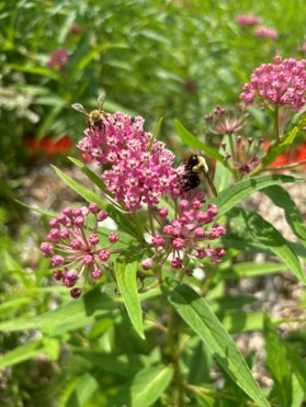 Two bees on bunches of pink flowers.
