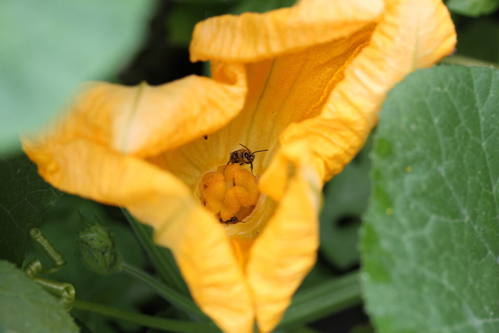 Squash bee rests in the center of yellow flower
