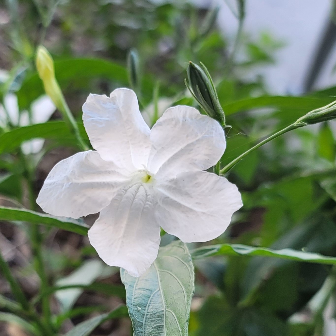 A glowing white flower.