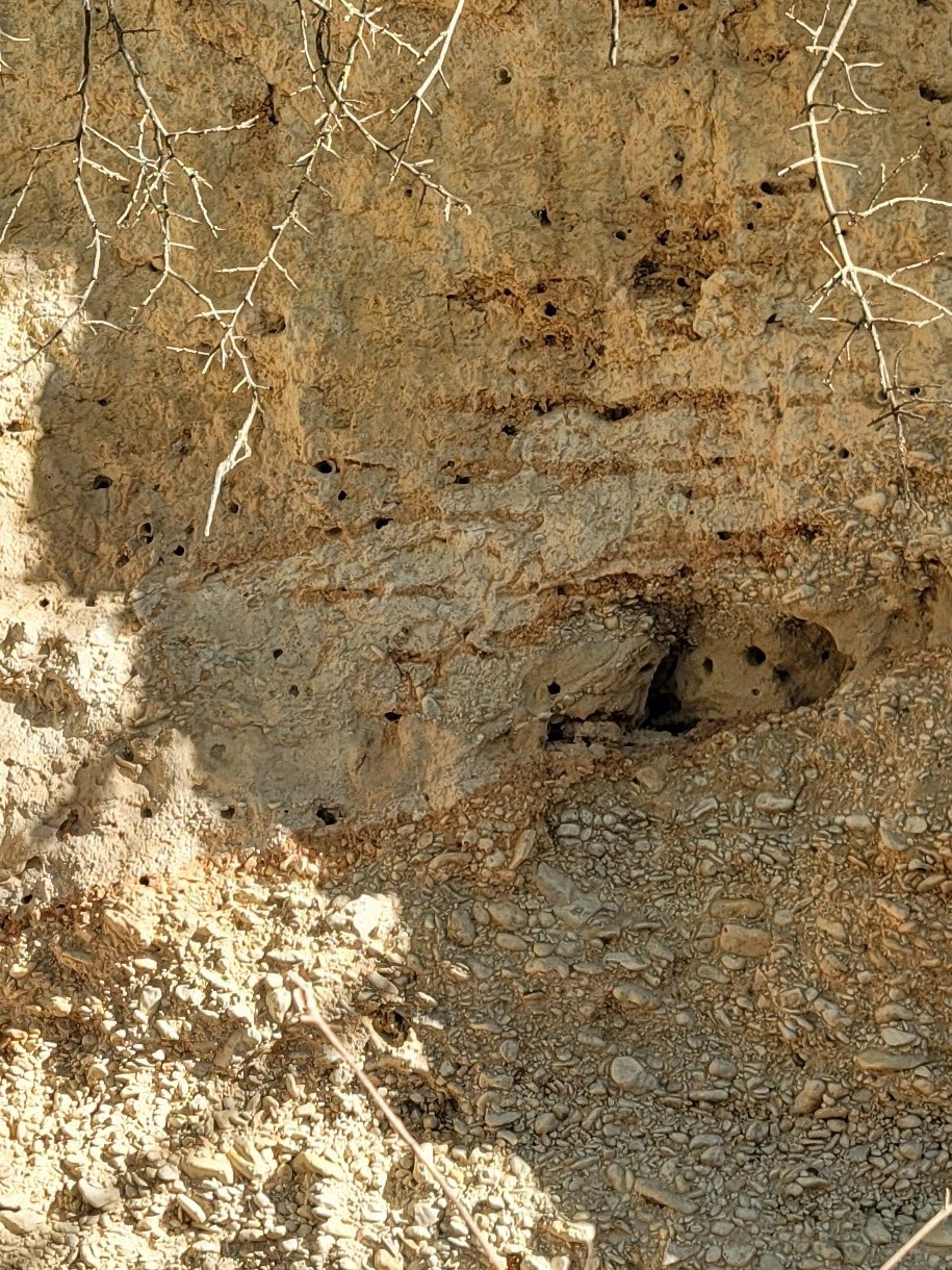 A crumby tan cliff with holes and roots.