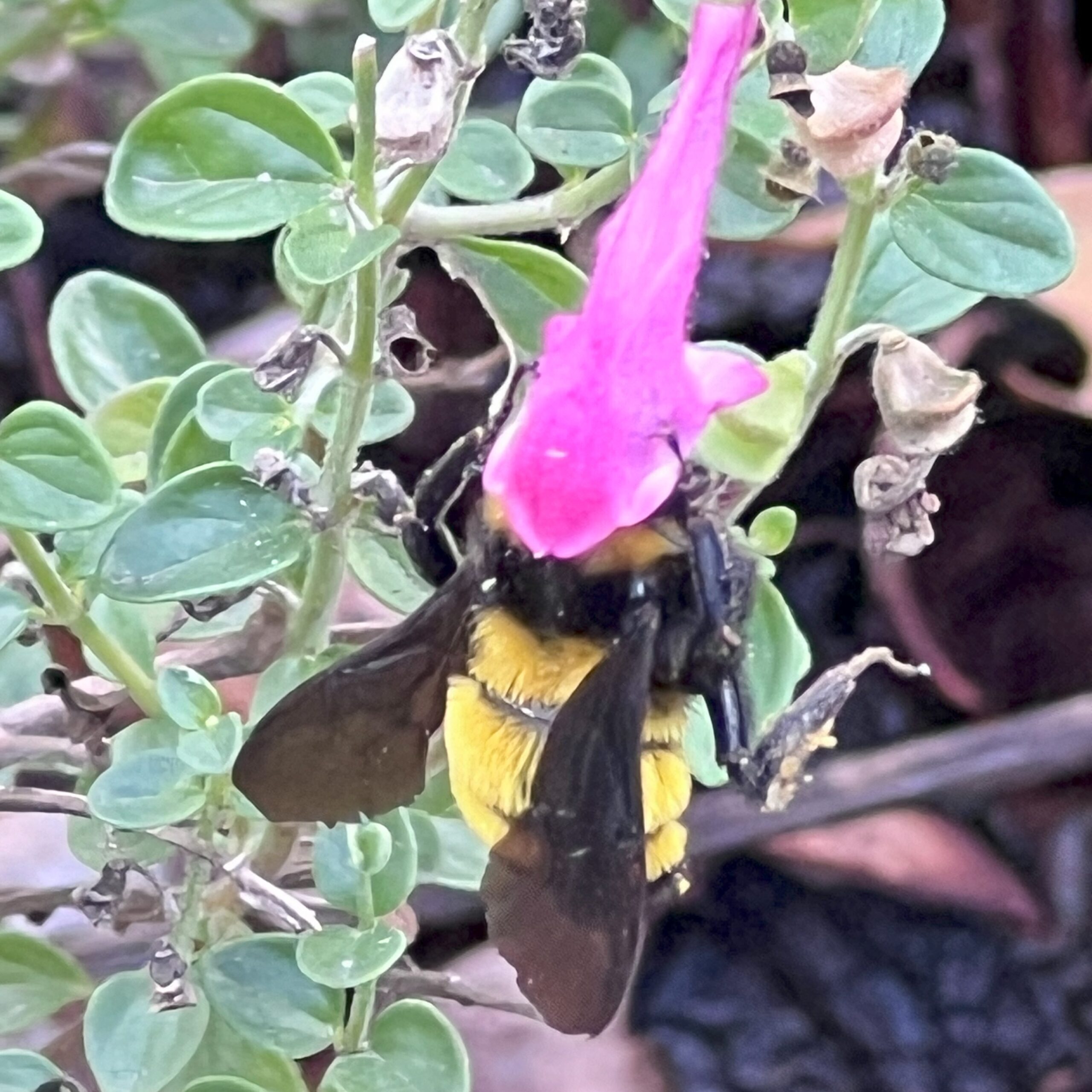 A bumble bee really getting into a bright pink flower.