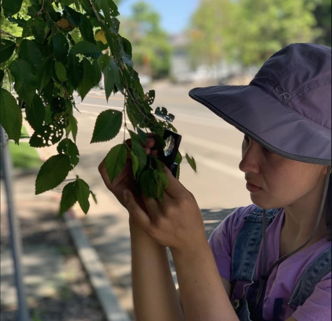 A person on a roadside inspects a leaf on a tree with a hand lens.